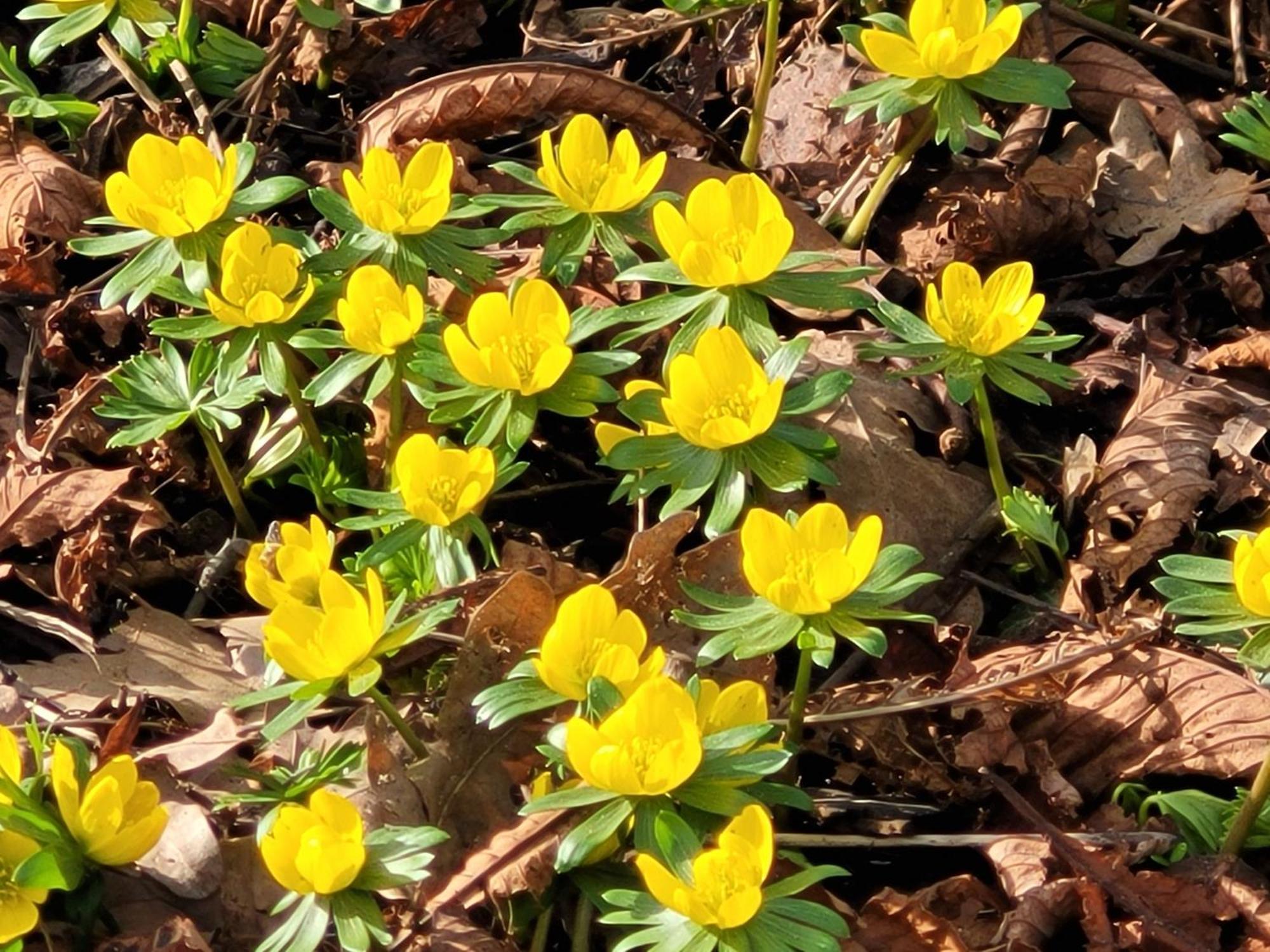 Blick In Den Garten Holzschlag Zewnętrze zdjęcie